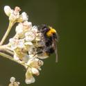 Bombus vestalis.jpg